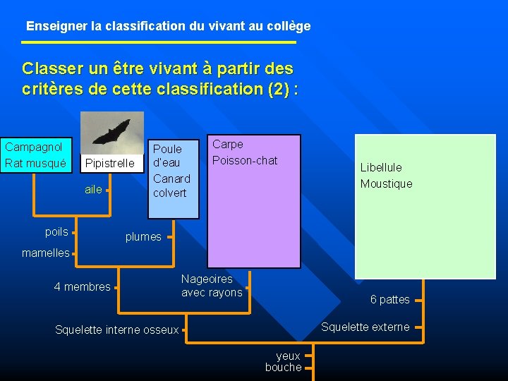 Enseigner la classification du vivant au collège Classer un être vivant à partir des