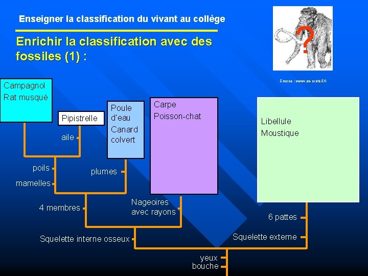 Enseigner la classification du vivant au collège Enrichir la classification avec des fossiles (1)