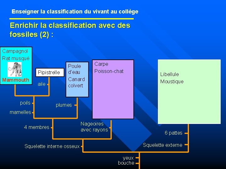 Enseigner la classification du vivant au collège Enrichir la classification avec des fossiles (2)