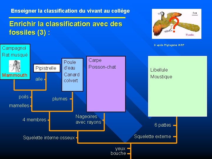 Enseigner la classification du vivant au collège Enrichir la classification avec des fossiles (3)