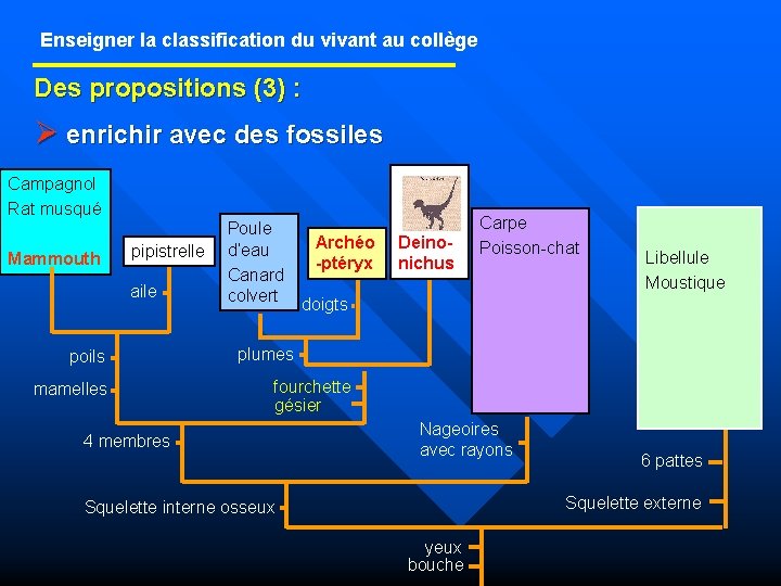 Enseigner la classification du vivant au collège Des propositions (3) : Ø enrichir avec