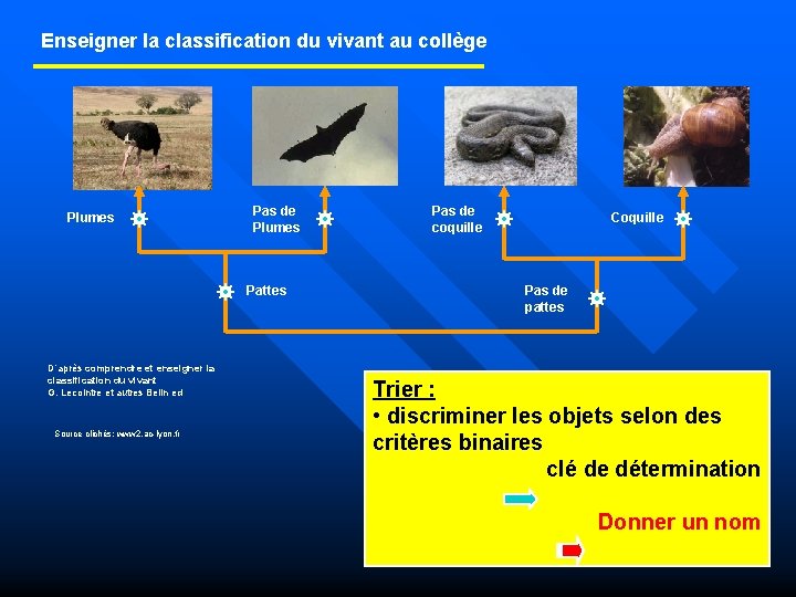 Enseigner la classification du vivant au collège Plumes Pas de Plumes Pattes D’après comprendre