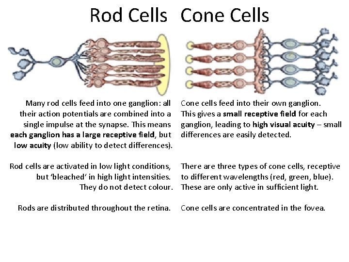 Rod Cells Cone Cells Many rod cells feed into one ganglion: all their action