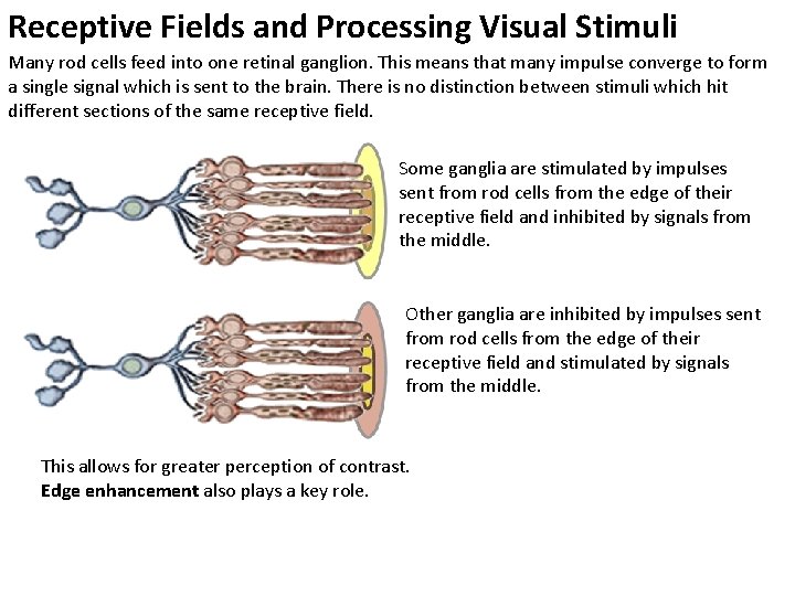 Receptive Fields and Processing Visual Stimuli Many rod cells feed into one retinal ganglion.