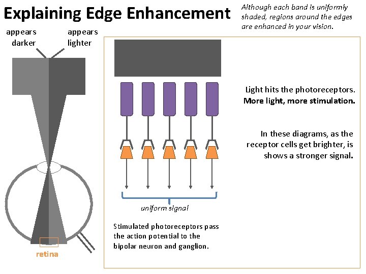 Explaining Edge Enhancement appears darker appears lighter Although each band is uniformly shaded, regions