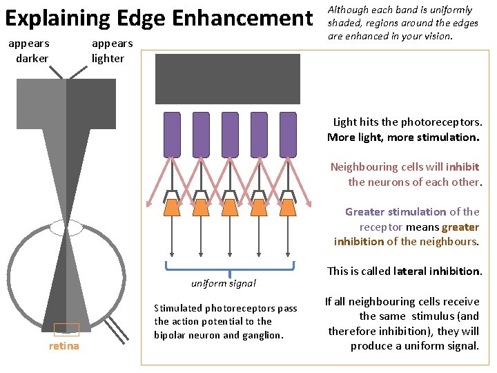 Explaining Edge Enhancement appears darker appears lighter Although each band is uniformly shaded, regions