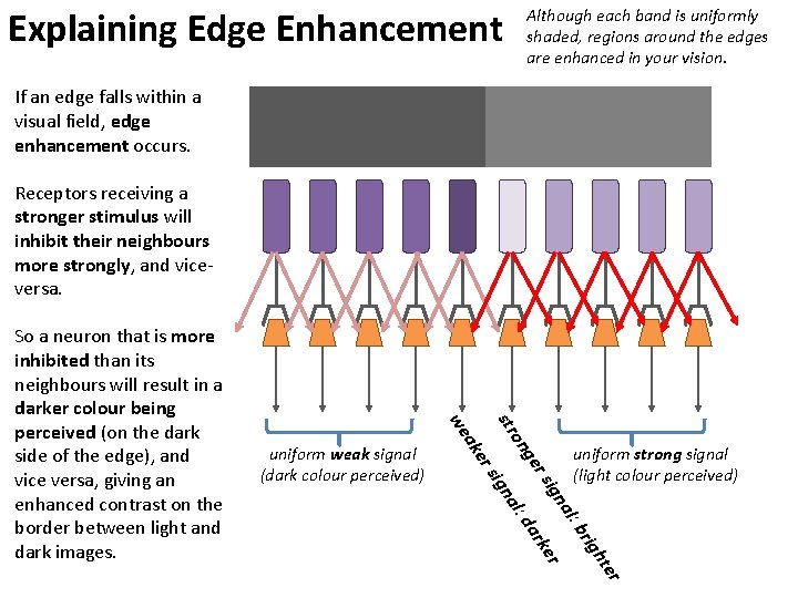 Explaining Edge Enhancement Although each band is uniformly shaded, regions around the edges are