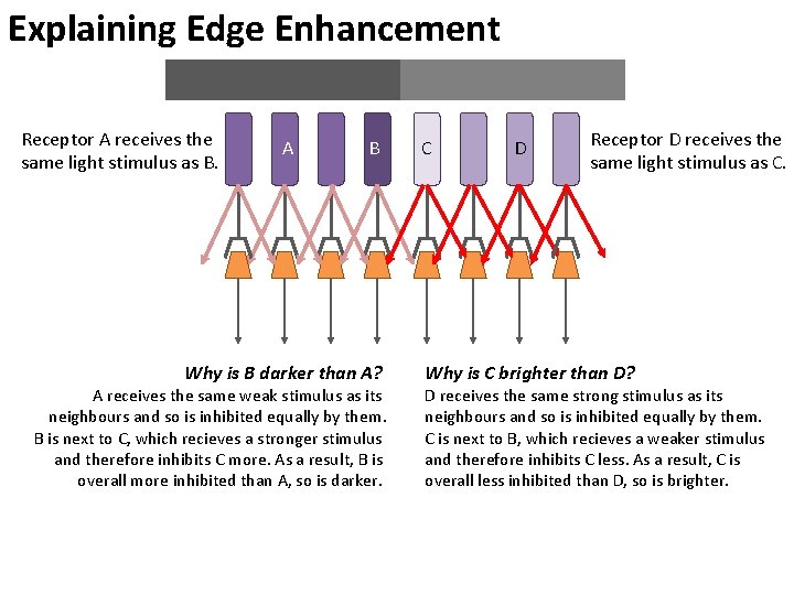 Explaining Edge Enhancement Receptor A receives the same light stimulus as B. A B