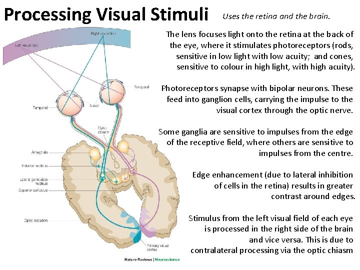 Processing Visual Stimuli Uses the retina and the brain. The lens focuses light onto