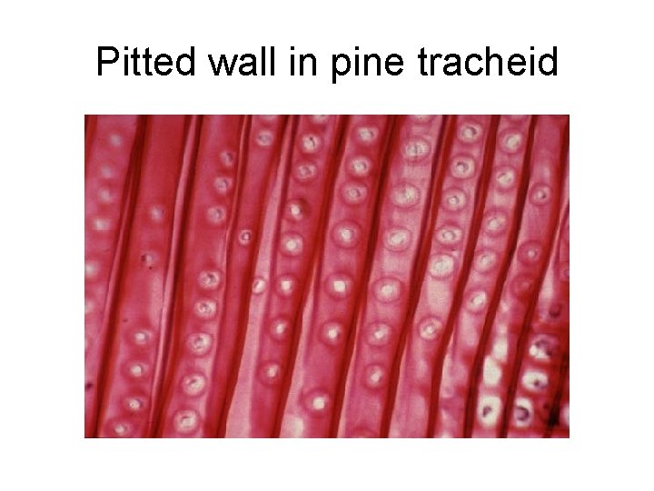 Pitted wall in pine tracheid 
