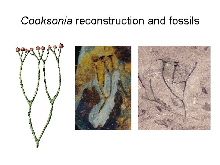 Cooksonia reconstruction and fossils 