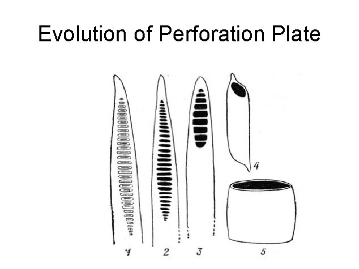 Evolution of Perforation Plate 