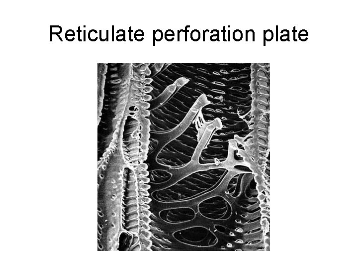 Reticulate perforation plate 