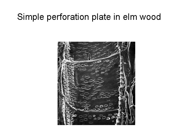 Simple perforation plate in elm wood 