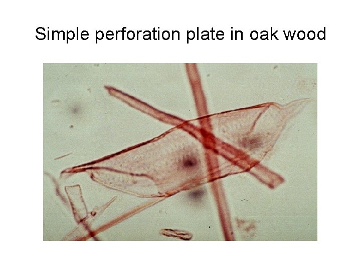 Simple perforation plate in oak wood 
