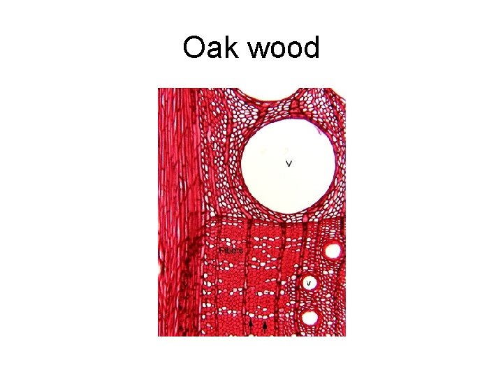 Oak wood 