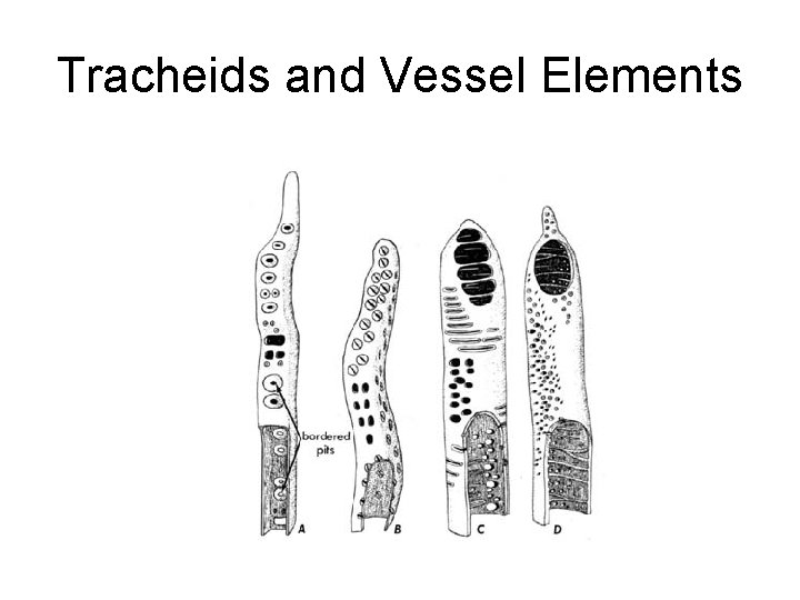 Tracheids and Vessel Elements 