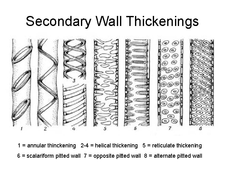 Secondary Wall Thickenings 1 = annular thinckening 2 -4 = helical thickening 5 =