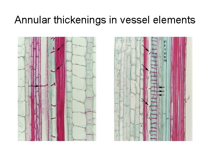 Annular thickenings in vessel elements 