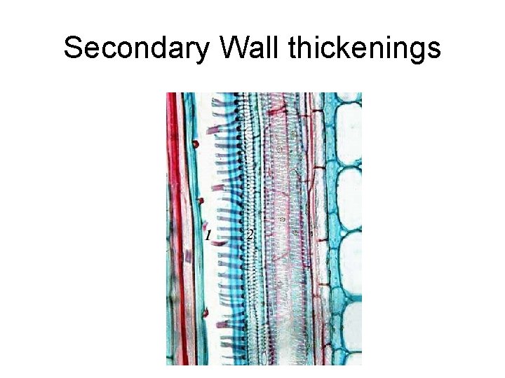 Secondary Wall thickenings 