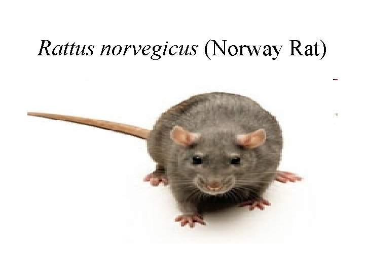 Rattus norvegicus (Norway Rat) 