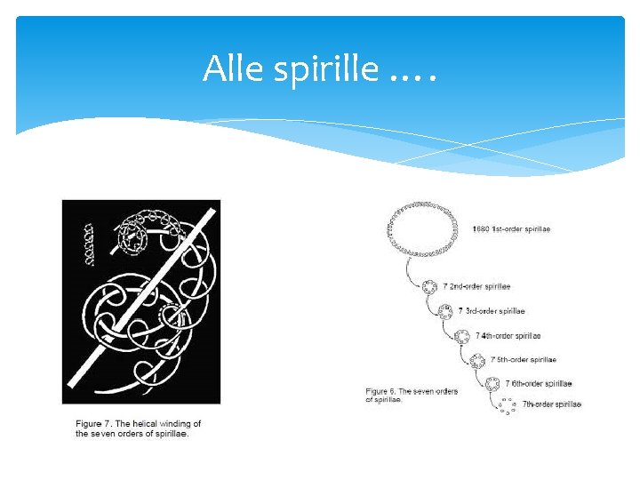 Alle spirille …. 