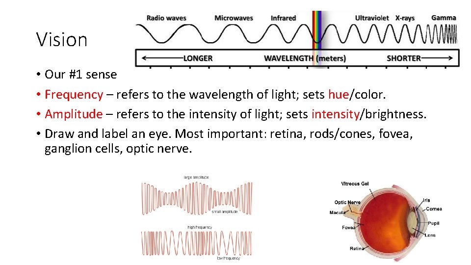 Vision • Our #1 sense • Frequency – refers to the wavelength of light;