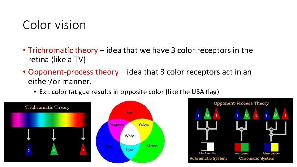 Color vision • Trichromatic theory – idea that we have 3 color receptors in