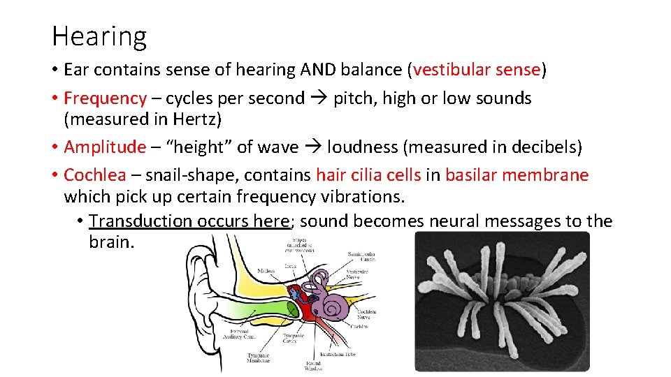 Hearing • Ear contains sense of hearing AND balance (vestibular sense) • Frequency –