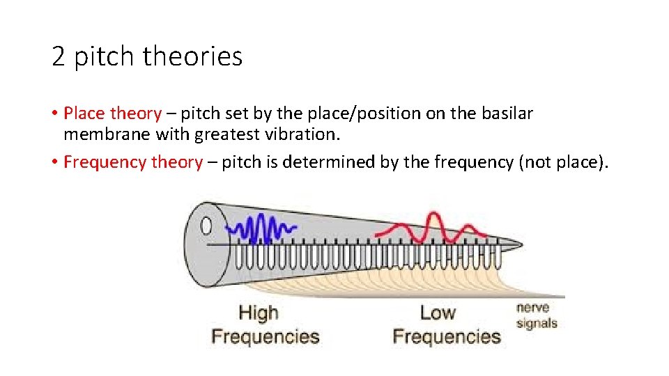 2 pitch theories • Place theory – pitch set by the place/position on the