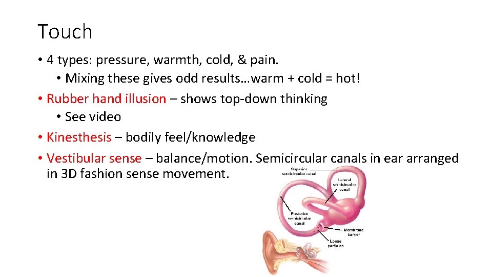 Touch • 4 types: pressure, warmth, cold, & pain. • Mixing these gives odd