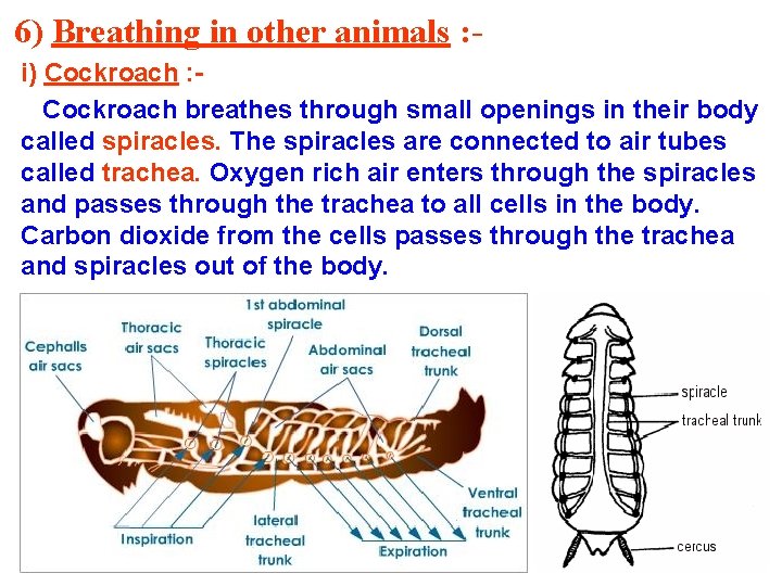 6) Breathing in other animals : i) Cockroach : Cockroach breathes through small openings