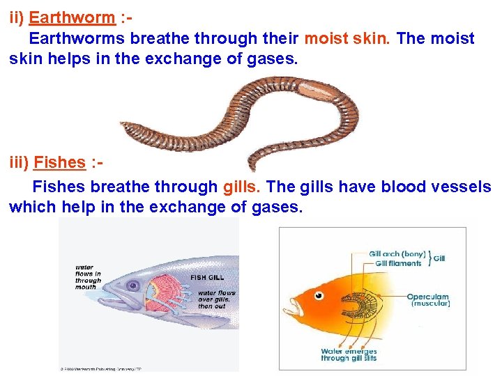 ii) Earthworm : Earthworms breathe through their moist skin. The moist skin helps in