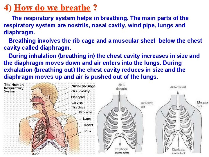 4) How do we breathe ? The respiratory system helps in breathing. The main