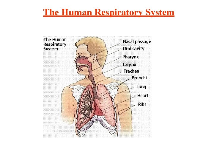 The Human Respiratory System 