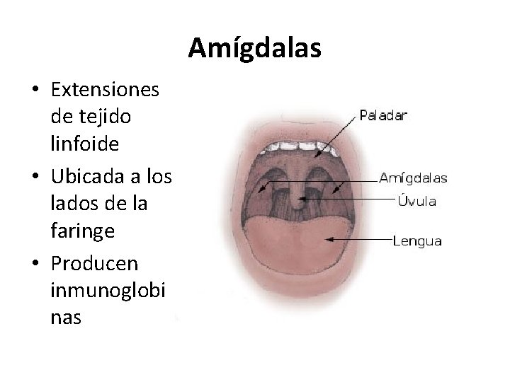 Amígdalas • Extensiones de tejido linfoide • Ubicada a los lados de la faringe