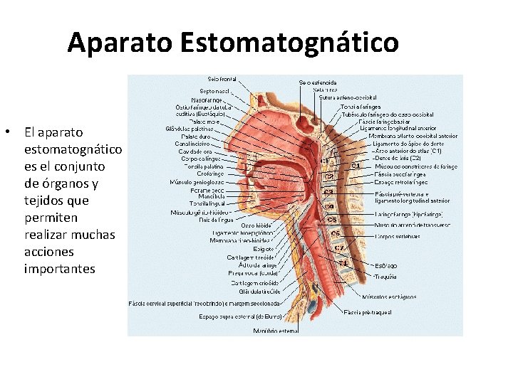 Aparato Estomatognático • El aparato estomatognático es el conjunto de órganos y tejidos que