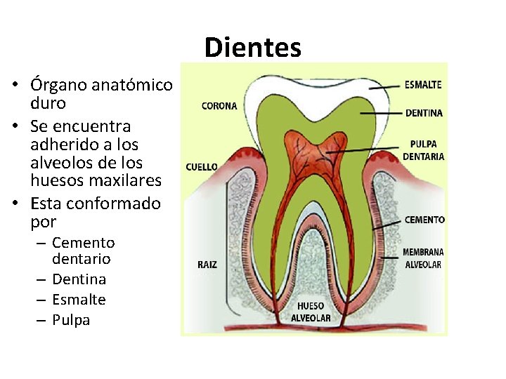 Dientes • Órgano anatómico duro • Se encuentra adherido a los alveolos de los