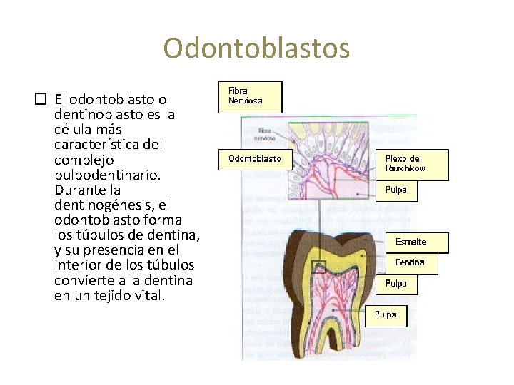 Odontoblastos � El odontoblasto o dentinoblasto es la célula más característica del complejo pulpodentinario.