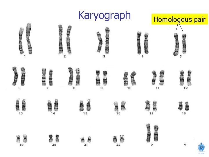 Karyograph Homologous pair 