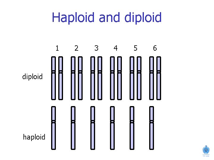 Haploid and diploid 1 diploid haploid 2 3 4 5 6 