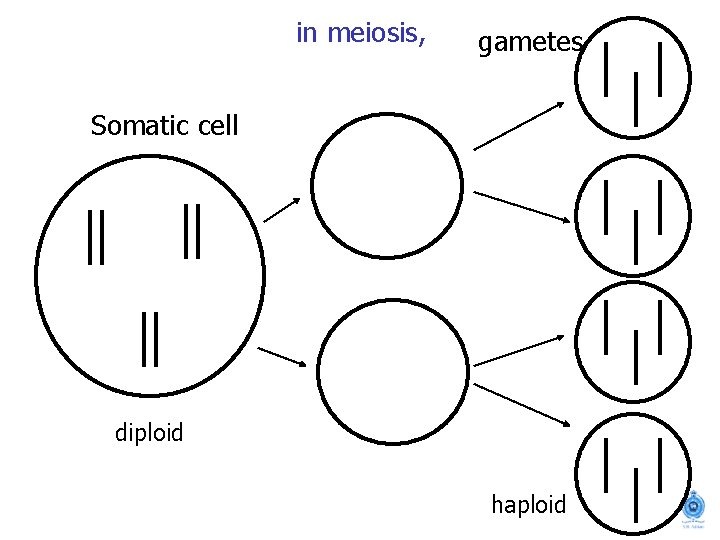 in meiosis, gametes Somatic cell diploid haploid 