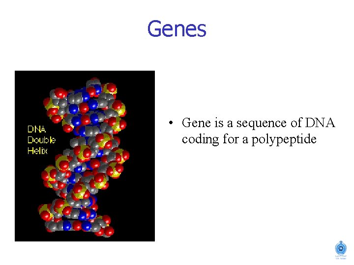 Genes • Gene is a sequence of DNA coding for a polypeptide 