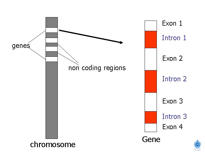 Exon 1 Intron 1 genes Exon 2 non coding regions Intron 2 Exon 3