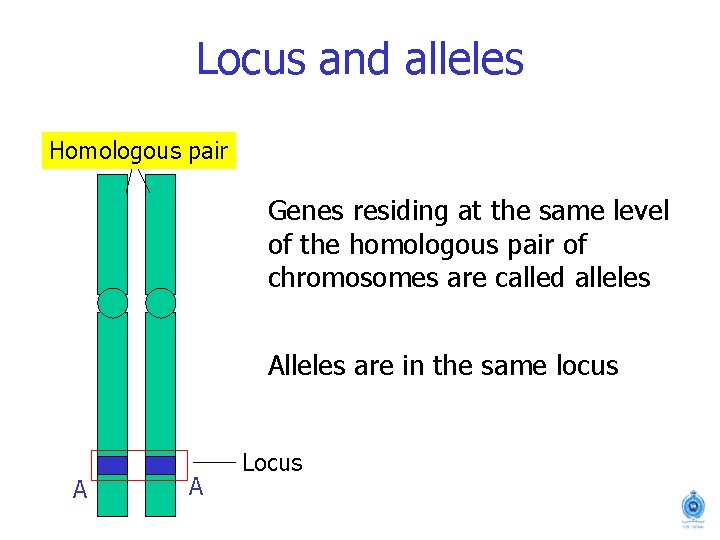Locus and alleles Homologous pair Genes residing at the same level of the homologous