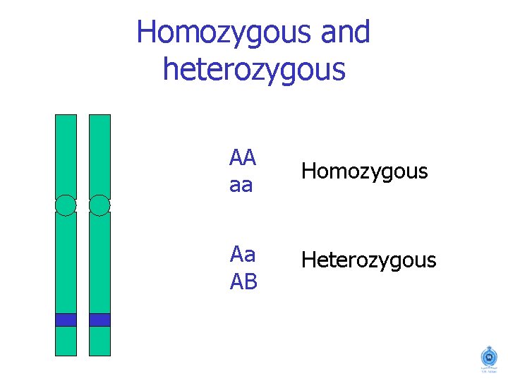Homozygous and heterozygous AA aa Homozygous Aa AB Heterozygous 