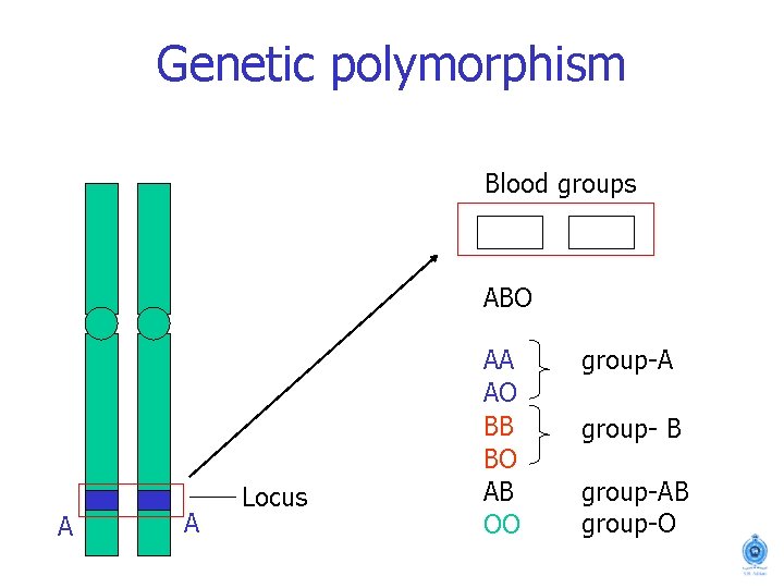 Genetic polymorphism Blood groups ABO A A Locus AA AO BB BO AB OO