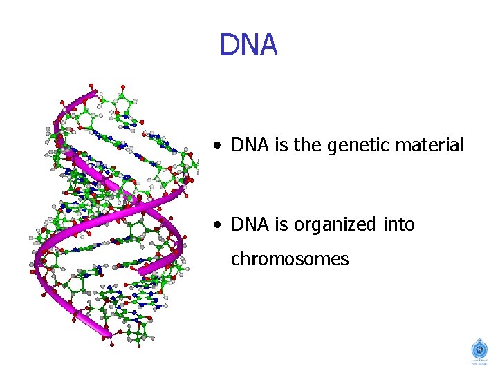 DNA • DNA is the genetic material • DNA is organized into chromosomes 