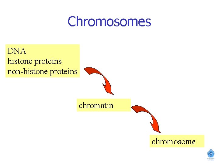 Chromosomes DNA histone proteins non-histone proteins chromatin chromosome 