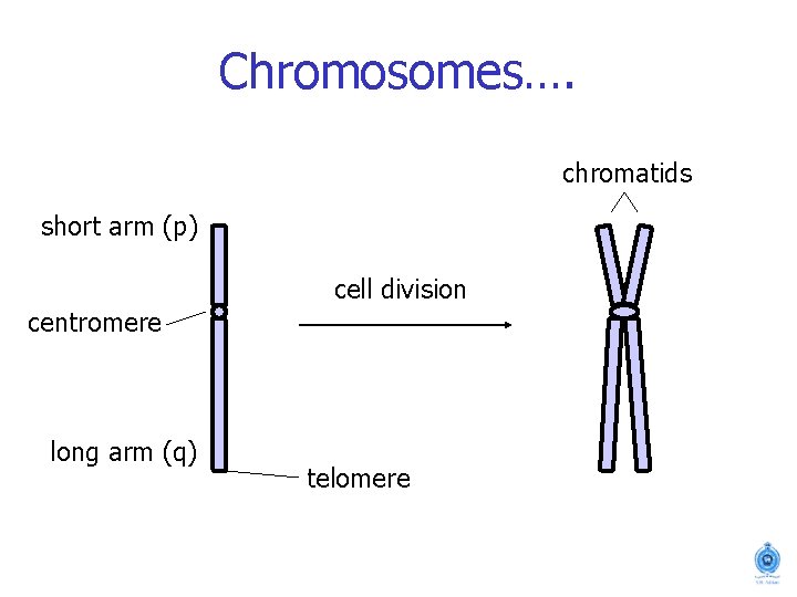 Chromosomes…. chromatids short arm (p) cell division centromere long arm (q) telomere 